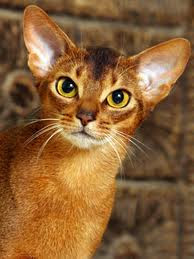 abyssinian cats pictures