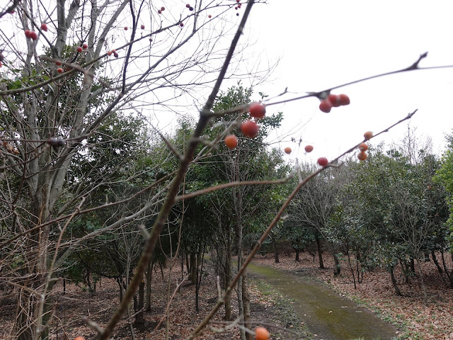 むきばんだ史跡公園　木の実の森遊歩道