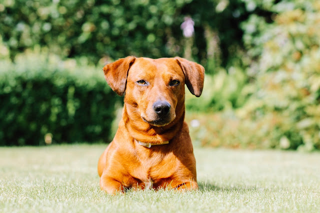 Nomes criativos para cachorros