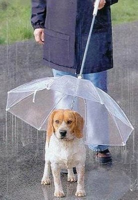 foto foto anjing lucu
