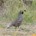 Birds Beginning with 