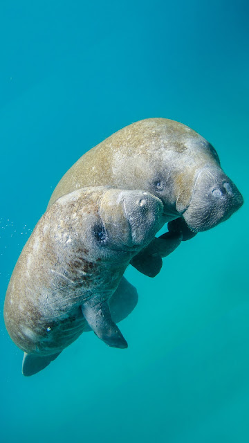 Manatee hd Image