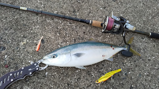 ショアジギエダスで釣ったハマチ