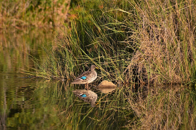 Walter Sisulu National Botanical Gardens, Johannesburg, South Africa