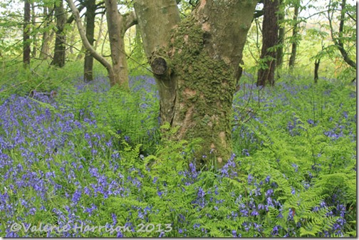 bluebells