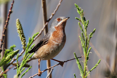 - Westelijke Baardgrasmus - Sylvia cantillans cantillans