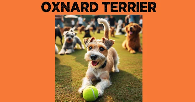 oxnard terrier