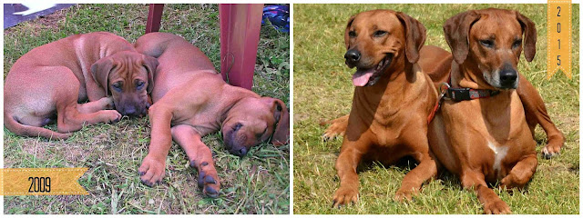 Rhodesian Ridgeback