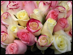 roses