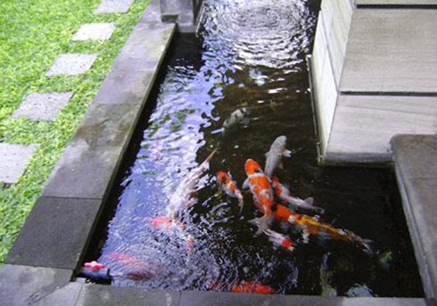 tukang taman  tukang taman  tanggerang kolam  minimalis  