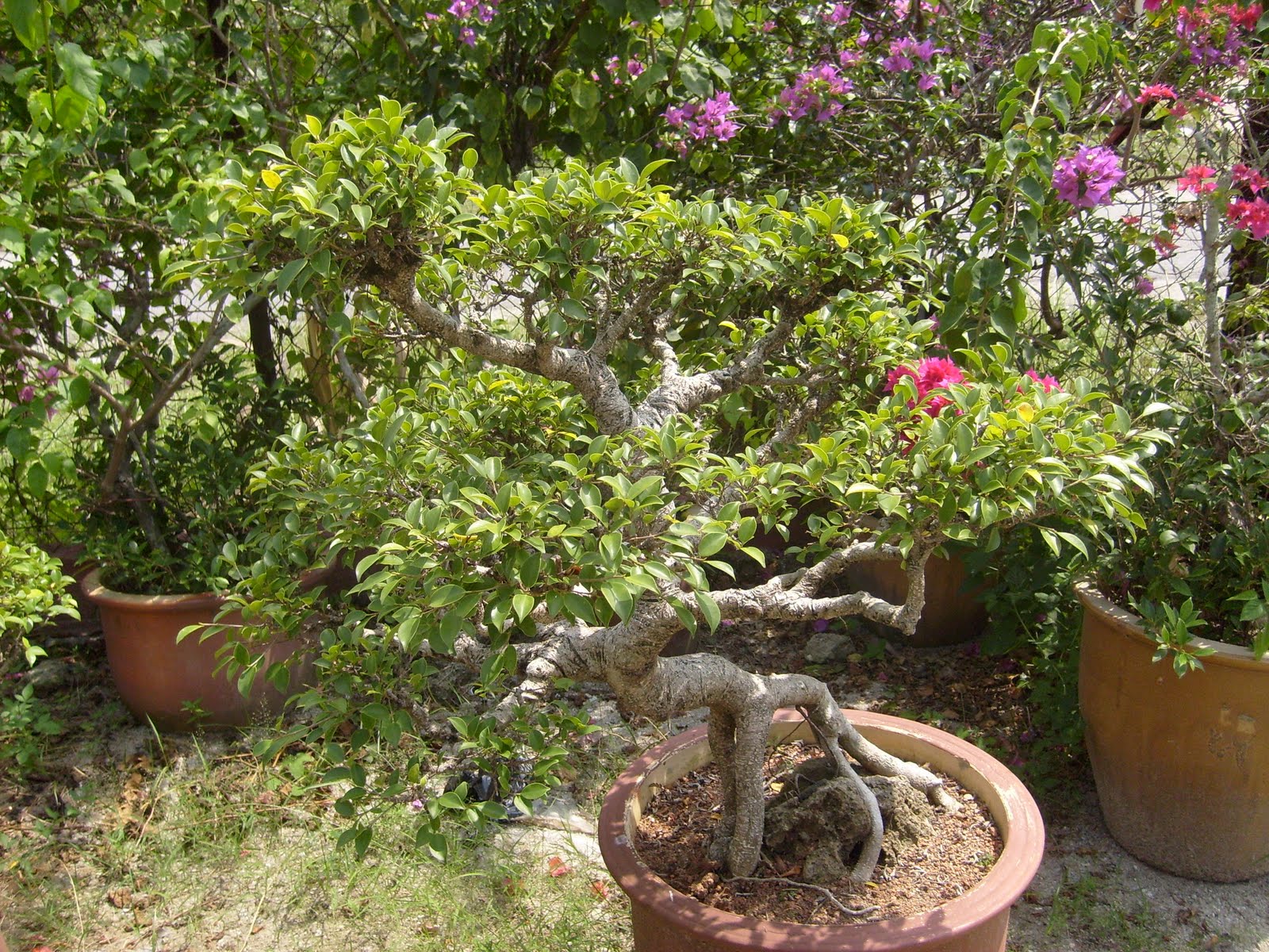 Seni Bonsai  Satu Malaysia Pokok Bonsai 