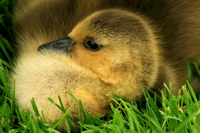 Baby Canada Goose, By the canal, Ottawa, Canada