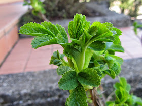 Foglie rosa rugosa