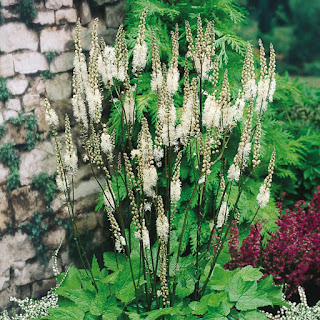 Actaea spicata o Hierba de San Cristóbal