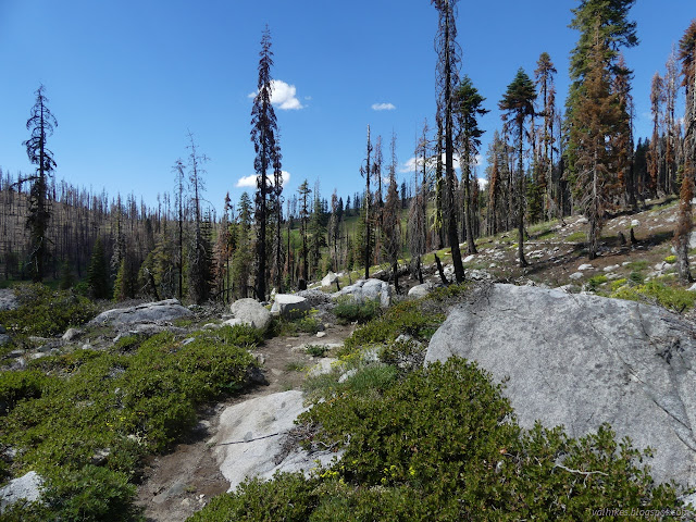 146: trail among singed trees