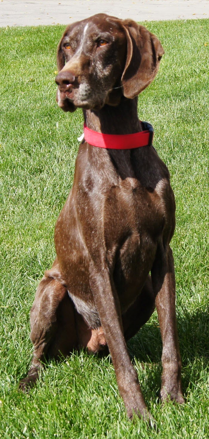 Arizona GSP Rescue