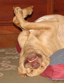 BUDDY, UPWARD-FACING DOG, SMILE, YOGA