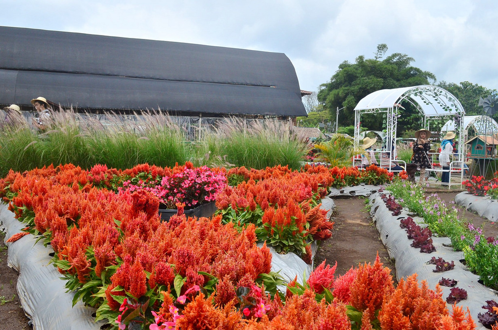 Nikmati Indahnya Kebun Bunga di Taman Begonia Lembang Bandung