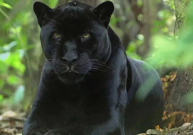 10 Rare Melanistic Animals That Actually Exist | Black Animals