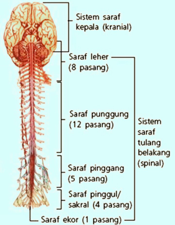  Pembagian  Sistem Saraf Pada Manusia LAPORAN PRAKTIKUM 