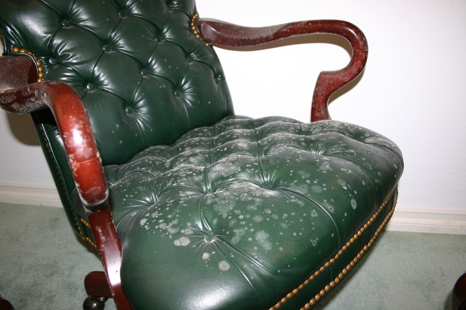 Remove All Stainscom How To Remove Mold From Leather