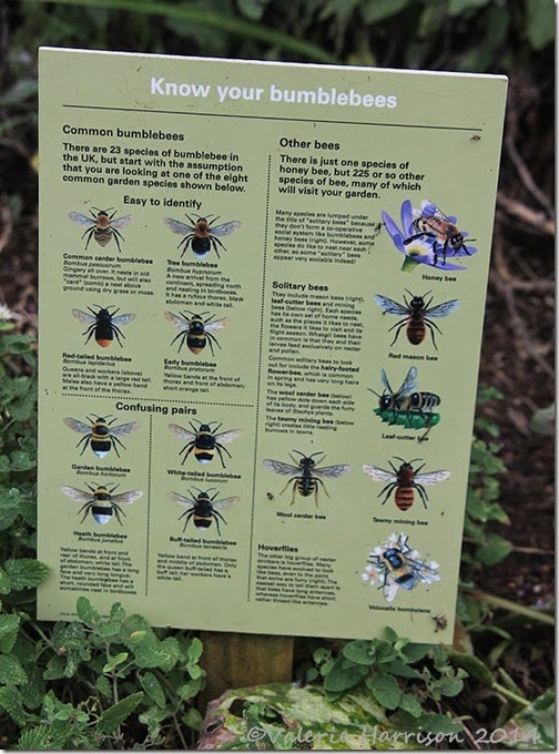 60-know-your-bumblebees