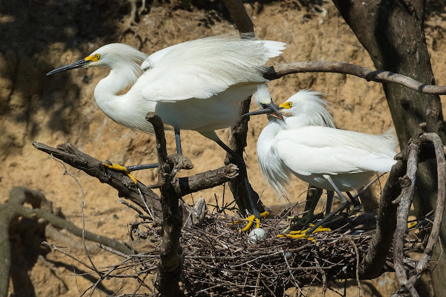 Snowy Egret Adults and Baby, Smith Oaks Sanctuary
