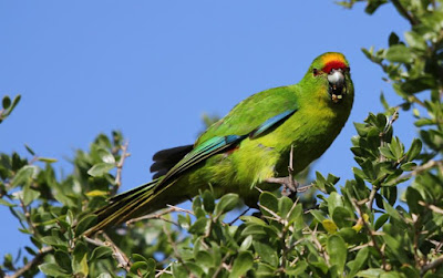 Chatham Parakeet