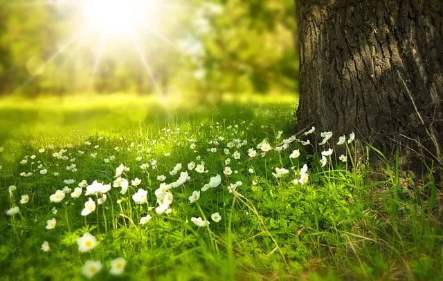 A summer meadow with long grasses and white wild flowers