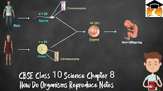 CBSE Class 10 Science Chapter 8 How Do Organisms Reproduce Notes