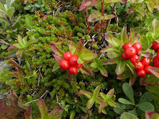 Cornouiller de Suède - Cornus suecica