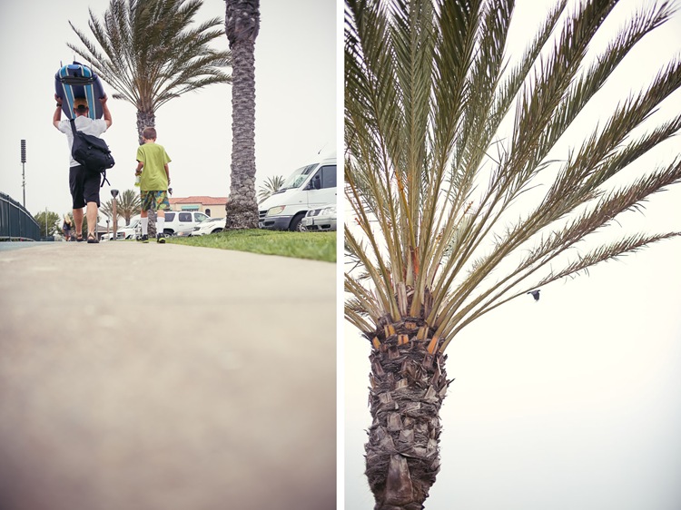 palm