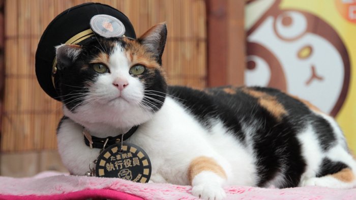 Kisah Unik Tama, Kucing yang Menjadi Kepala Stasiun di Jepang