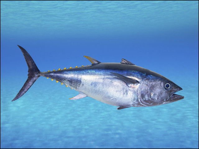 Gambar Ikan  Tuna  Terbesar dan Termahal Hasil tangkap Indonesia