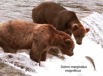 Cette photo montre deux enormes ours bruns, accaparant la plus grande partie de l'image, en traint d'observer un poisson en train de sauter. Il s'agit d'un saumon, poisson anadrome, c'est a dire vivant dans la mer mais remontant les fleuves et les rivières vers les sources pour s'y reproduire. Ainsi certaines espèces de saumon, poussées par son instinct, parcourent des milliers de kilometres et remontent meme de tout petits ruisseaux. Certains saumon franchissent des cascades de trois metres ou traversent des routes en profitant des inondations. Cela n'est pas sans dommages, puisque les saumons qui reussissent a remonter sont souvent blesses et beaucoup d'autres meurent, meme en l'absence d'obstacles physiques et hors de la predation naturelle, certainement d'epuisement ou perturbes par la pollution de l'eau. On a longtemps pense que que chaque saumon retrouvait l'endroit ou il etait ne et y revenait pour se reproduire. Tous les saumons sont doues d'importantes capacites de saut, pouvant depasser les 2 à 3 metres. Le saumon de l'image est saisi en train d'effectuer un saut tandis qu'il remonte un fleuve bouillonnant d'écume. Il arrive a une etendue d'eau plus calme ou le guettent avec un air tres attentif les deux ours precedemment cites. Le comique nait de l'air particulierement interesse des ours qui tendent leur tete de concert vers le pauvre saumon qui parait derisoire en comparaison des deux gros plantigrades. Le poisson semble n'avoir aucune chance puiqu'il saute tout droit dans la gueule du loup, sauf qu'il s'agit en fait ici de la gueule de deux ours. A cote du poisson est inscrite en italique la mention "Salmo marginalus magnificus" qui se veut le nom scientifique latin de ce saumon mais qui n'a rien de scientifique car juste destine a faire le rapprochement avec Le Marginal Magnifique qui dans son poeme intitule "Le saumon" se compare au courageux poisson. Comme le saumon Le Marginal Magnifique, brillant poete subversif, dit nager a contre-courant, c'est a dire, aller contre l'ordre etabli et contre ce qui est communement admis, car cela fait partie de sa nature. Cette comparaison avec le saumon est une fois de plus l'occasion pour Le Marginal Magnifique d'affirmer ses penchants rebelles et insoumis avec brio et humour. Encore un immense poeme du plus grand poete du vingt-et-unieme siècle !!!