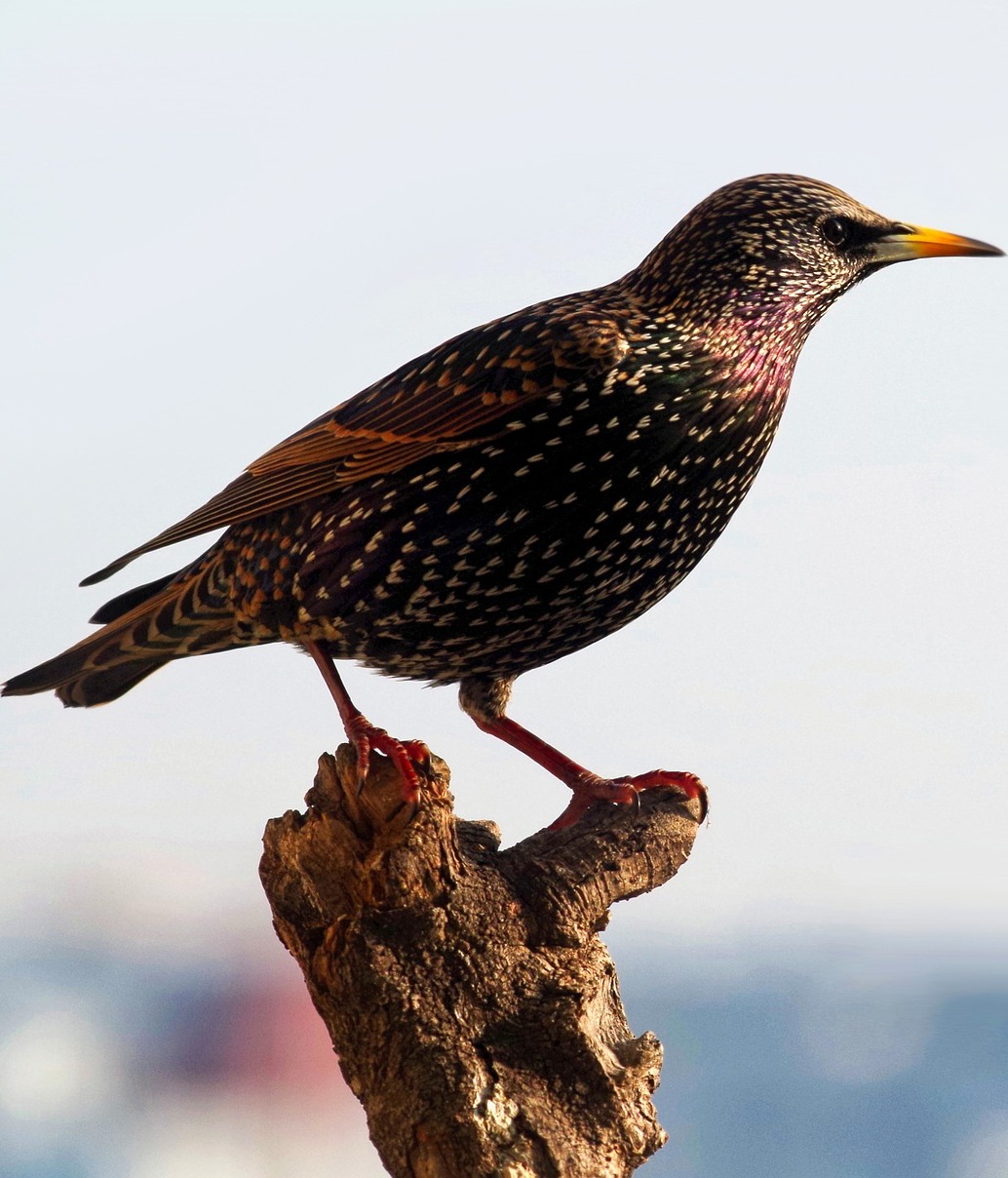 Beautiful starling bird.