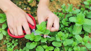 Memperbanyak daun mint