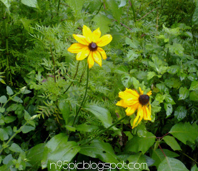 yellow flower,yellow flower garden,flower in my garden,flower for gift,gift,flower birthday gift,n95 pictures,nature,beautiful flowers