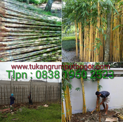 www.tukangrumputbogor.com