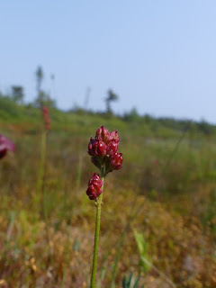 Tofieldie glutineuse - Triantha glutinosa