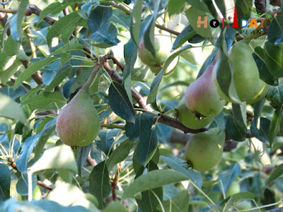 Fruits on trees in Tirthan