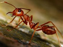 AMAZING FACTS ABOUT ANT