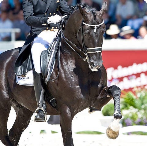 El Caballo Mas Caro Y Hermoso Del Mundo