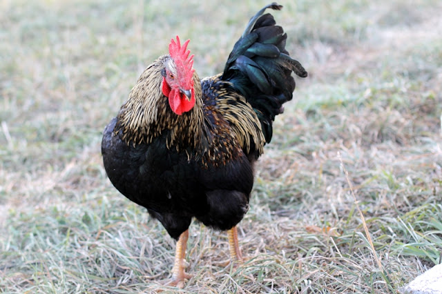 Vigor rules the roost... but not the barn floor. 