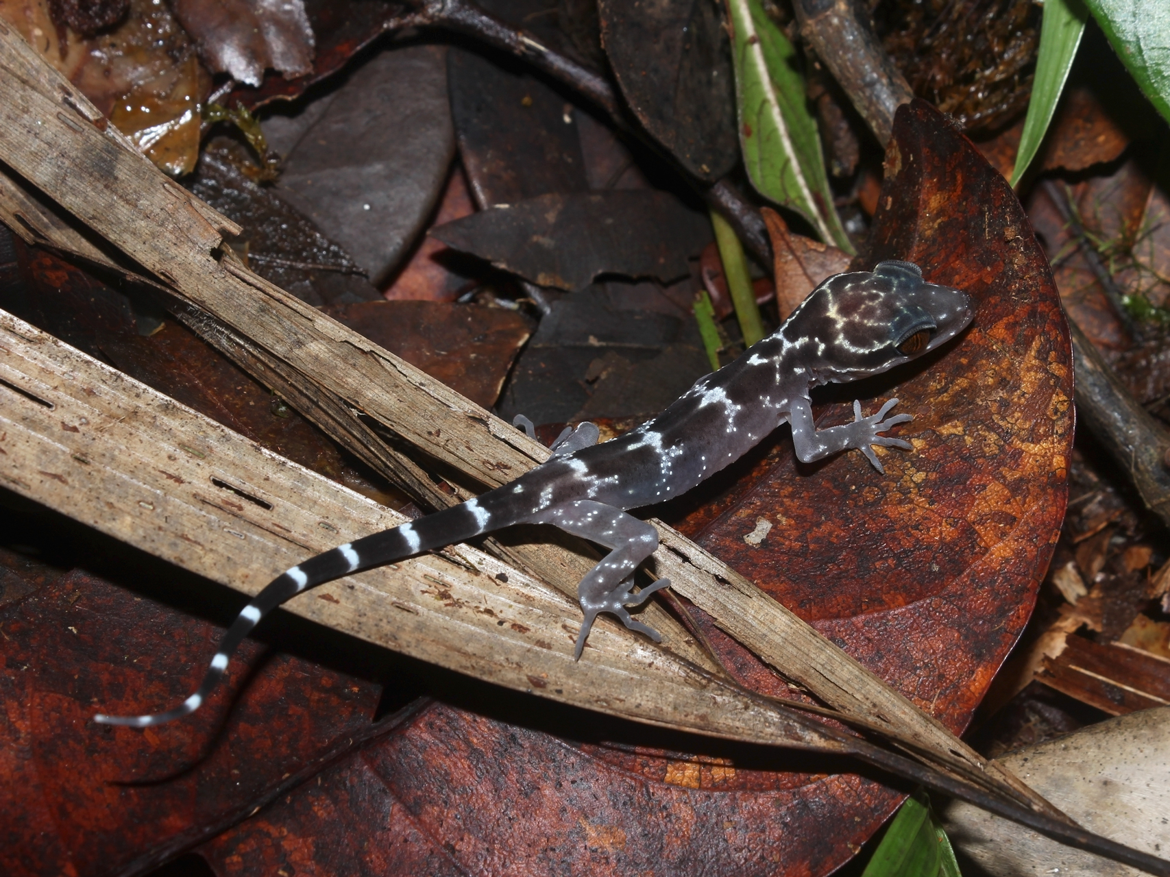 Palawan Bent-toed Gecko Cyrtodactylus redimiculus photo by Jojo De Peralta in Palawan