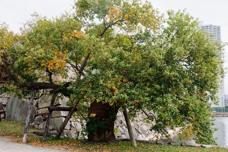 a-bombed-trees-6