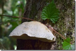 Clam mushroom