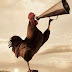 Antes que lea esto, pensaba que los GALLOS cantaban porque veían la luz del día, pero no es así ¡¡¡