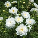 Double Click Snow Puff