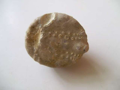 Fossil Sea urchin echinoid 